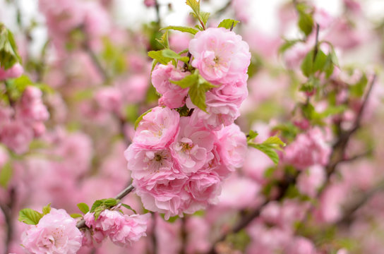 Almond blossoms (Prunus triloba Plena). Flowers closeup