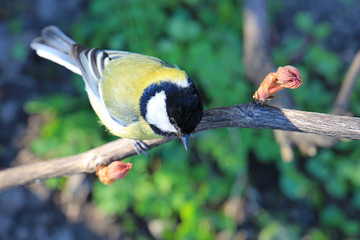 curious titmouse