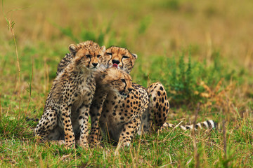 cheetah