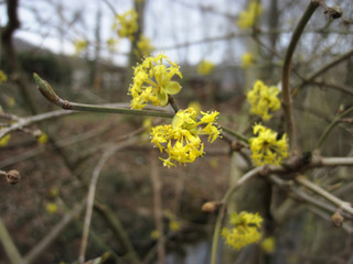 Spring background with yellow flowers tree brunches