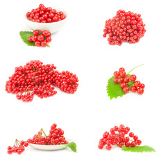 Collage of branch of red viburnum berries  isolated on a white background cutout