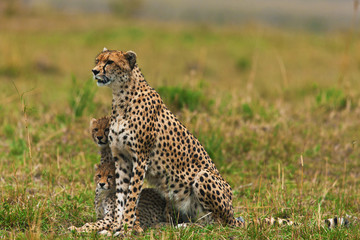 cheetah