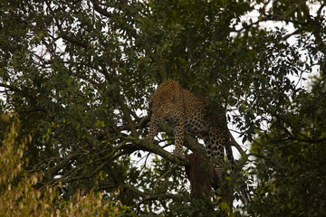 leopard