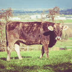 cow on a green summer meadow. Cows on a green field. Swiss cow. Vintage Retro Filter