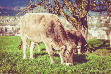 cow on a green summer meadow. Cows on a green field. Swiss cow. Vintage Retro Filter