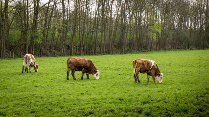 Fototapeta premium Dirty cow. Cows grazing on a green field