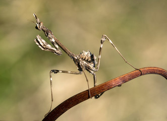 Empusa pennata assetto difensivo.