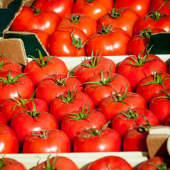 fresh tomatoes. tomatoes background. Group of tomatoes