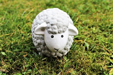 An image of a sheep