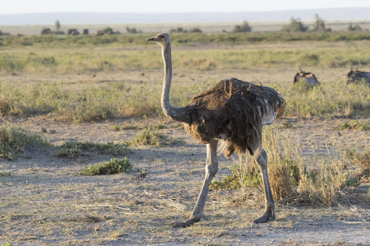female of the common ostrich walking on dry shroud equatorial morning