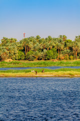 River Nile in Egypt. Life on the River Nile