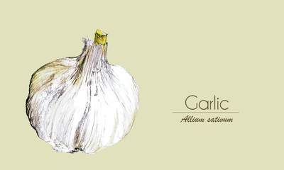 garlic watercolor - bulb