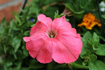 Pink Petunia