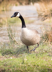 Vertical shot of Canada Goose in natural setting