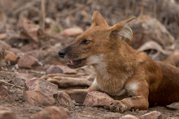 Dhole wild dog headshot taken in Tadoba India