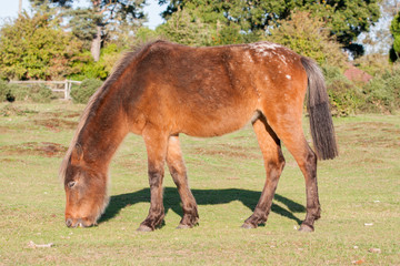 Obraz premium New Forest pony grazing in the evening sunlight