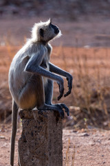 Obraz premium Common Langur monkey sitting on a tree stump taken in Tadoba National Park.
