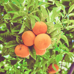 Ripe and fresh oranges. Orange garden. Vintage Retro Filter