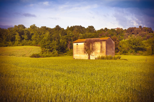 Tuscan countryside with cornfield in the foreground (Italy) - Toned image with copy space