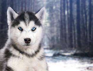 Portrait black and white Husky dog in the background of winter forest
