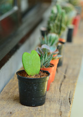 mini cactus near the window