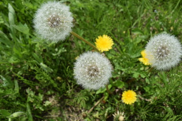 タンポポの綿毛
