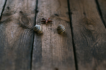 Seashells on the table