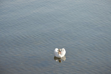 cisne