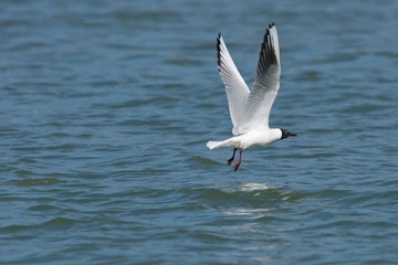 Seagull flying over the lake