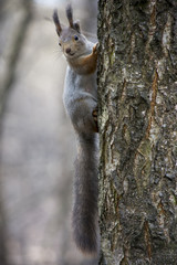 Белка на дереве