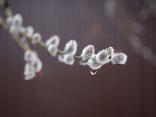 Branch of a blooming willow © andzher24