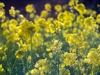 Obraz premium canola flower