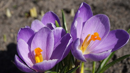 Purple Crocuses Closeup