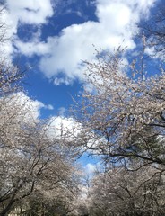 Fototapeta na wymiar beautiful cherry blossoms in Maryland
