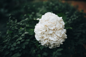 A wedding bouquet of white flowers lies on a bush of greenery in the tropics