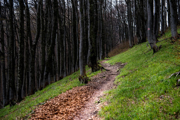 Forest
