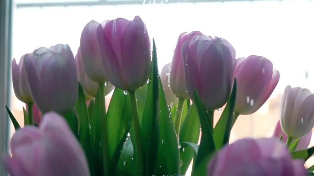 Watering pink tulips. Freshness, care or growth concept. Super slow motion close-up shot