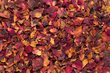 Dried Organic Damask Rose petals (Rosa × damascena) for Tea. Macro closeup background texture. Top view.