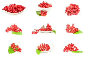 Collage of bunch of red berries- guelder rose over a white background