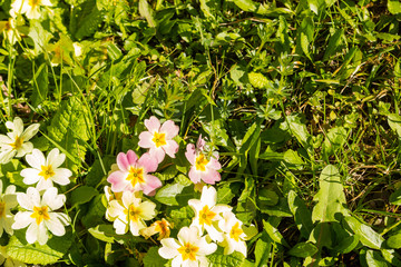 blumen, blumenwiese, blühen, wiese, frühling, garten