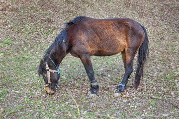 Fototapeta premium horse with tied legs