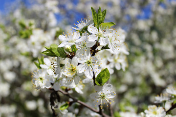 Blooming cherry tree in spring on a blurred background. Fruit tree branch in bloom on a deep blue sky. Spring landscape.