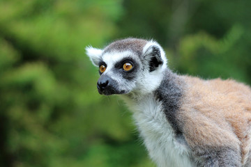 Portrait of yellow eyed lemur on a greed background