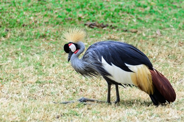 Grey crowned crane.