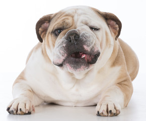 dog with funny expression