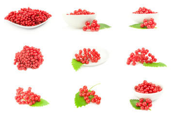 Group of viburnum berries  isolated on a white background cutout