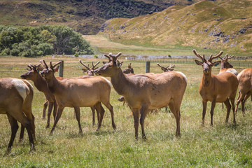Elk or large deer herd on green background. Green summer New Zealand landscape, farming of deer.