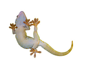 Obraz premium Reptile on white background