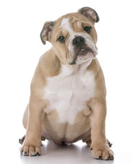 bulldog puppy sitting