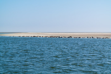 Obraz premium Group of seals resting on sand bank in Waddensea, Netherlands